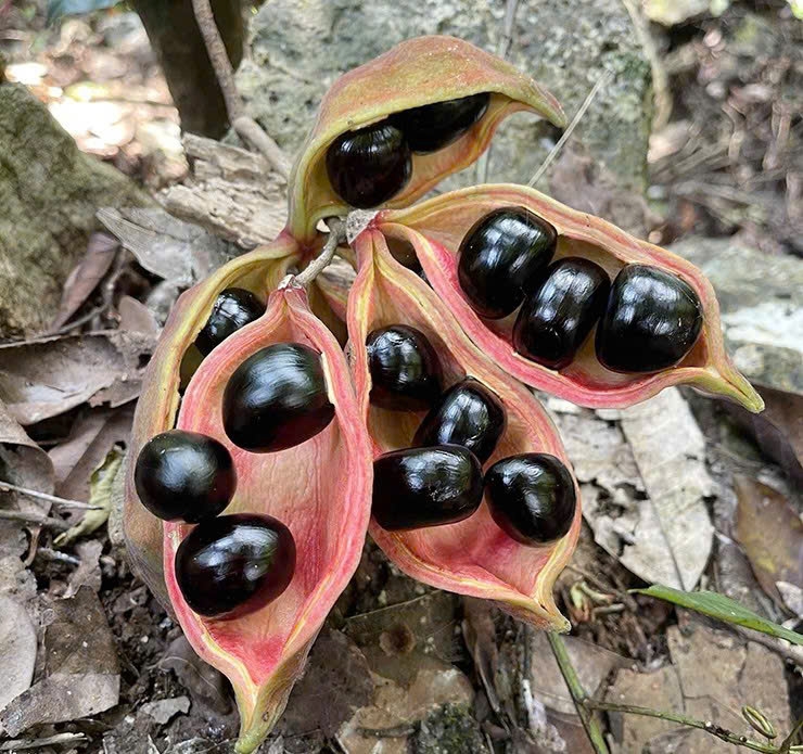 Hốt bạc từ "lộc rừng" trên cây bay xuống đất